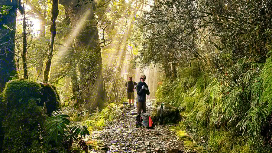 kepler track hiking new zealand kepler-track-hiking-forest